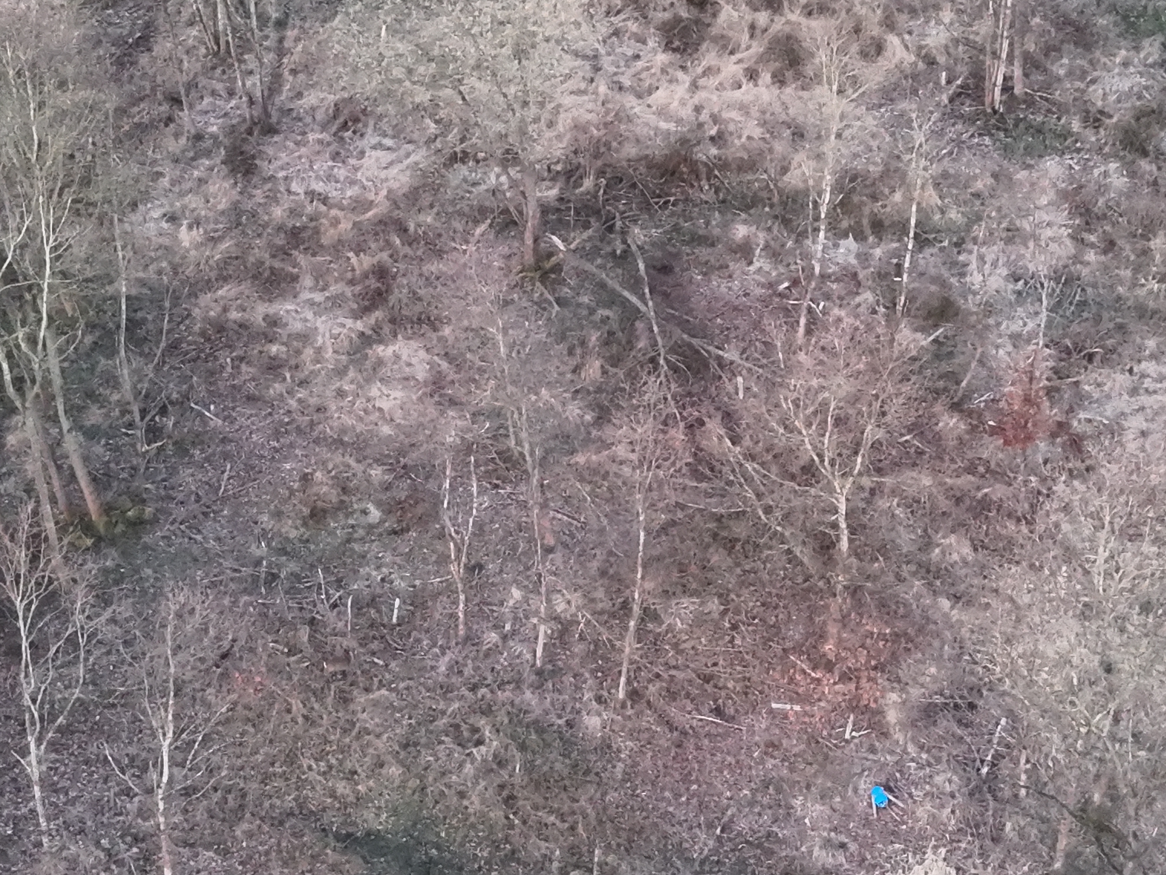 RGB imagery of woodland with deer difficult to identify