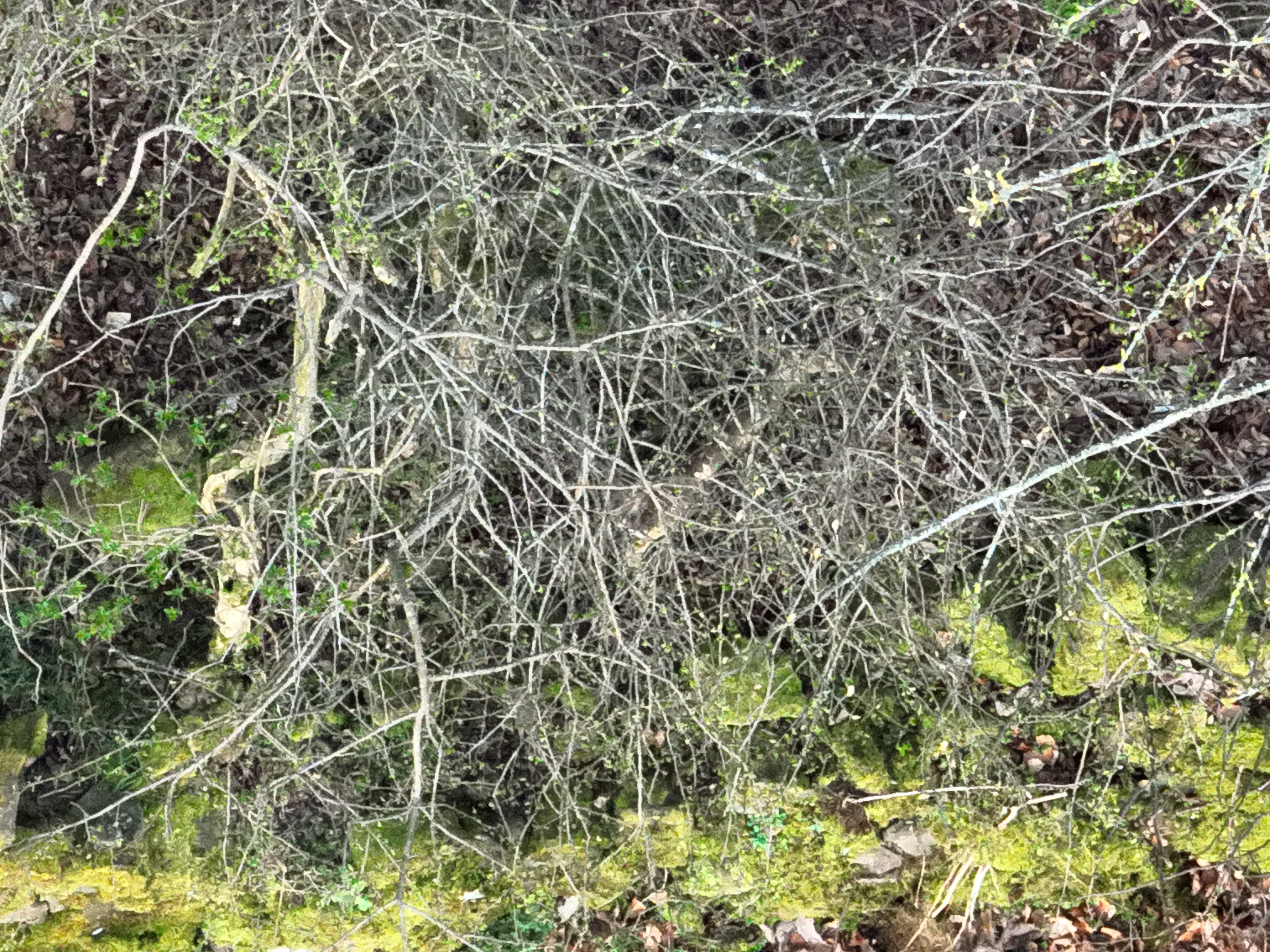 RGB imagery of thick brush obscuring a deer