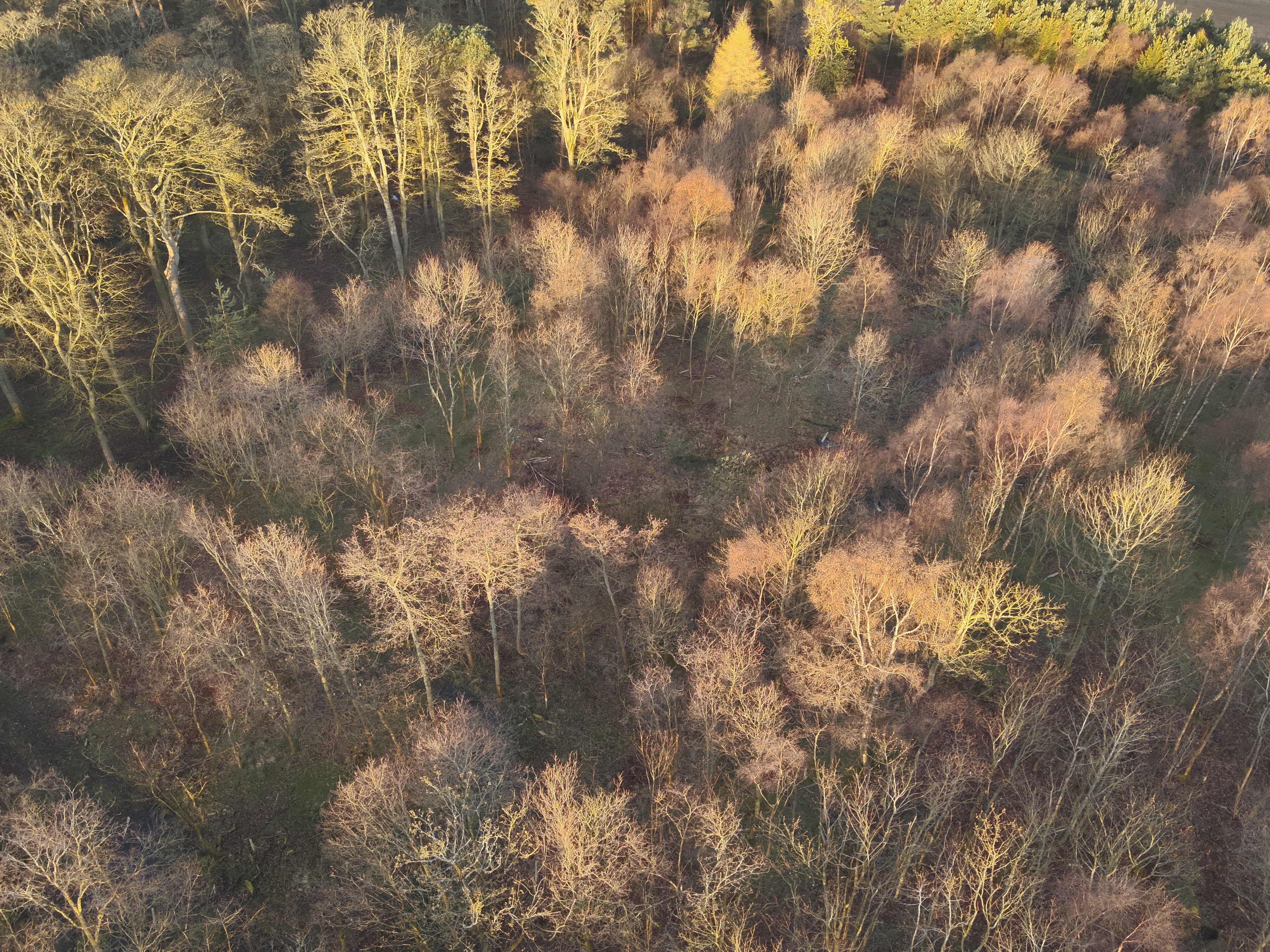 RGB imagery of sunny woodland with deer hard to detect