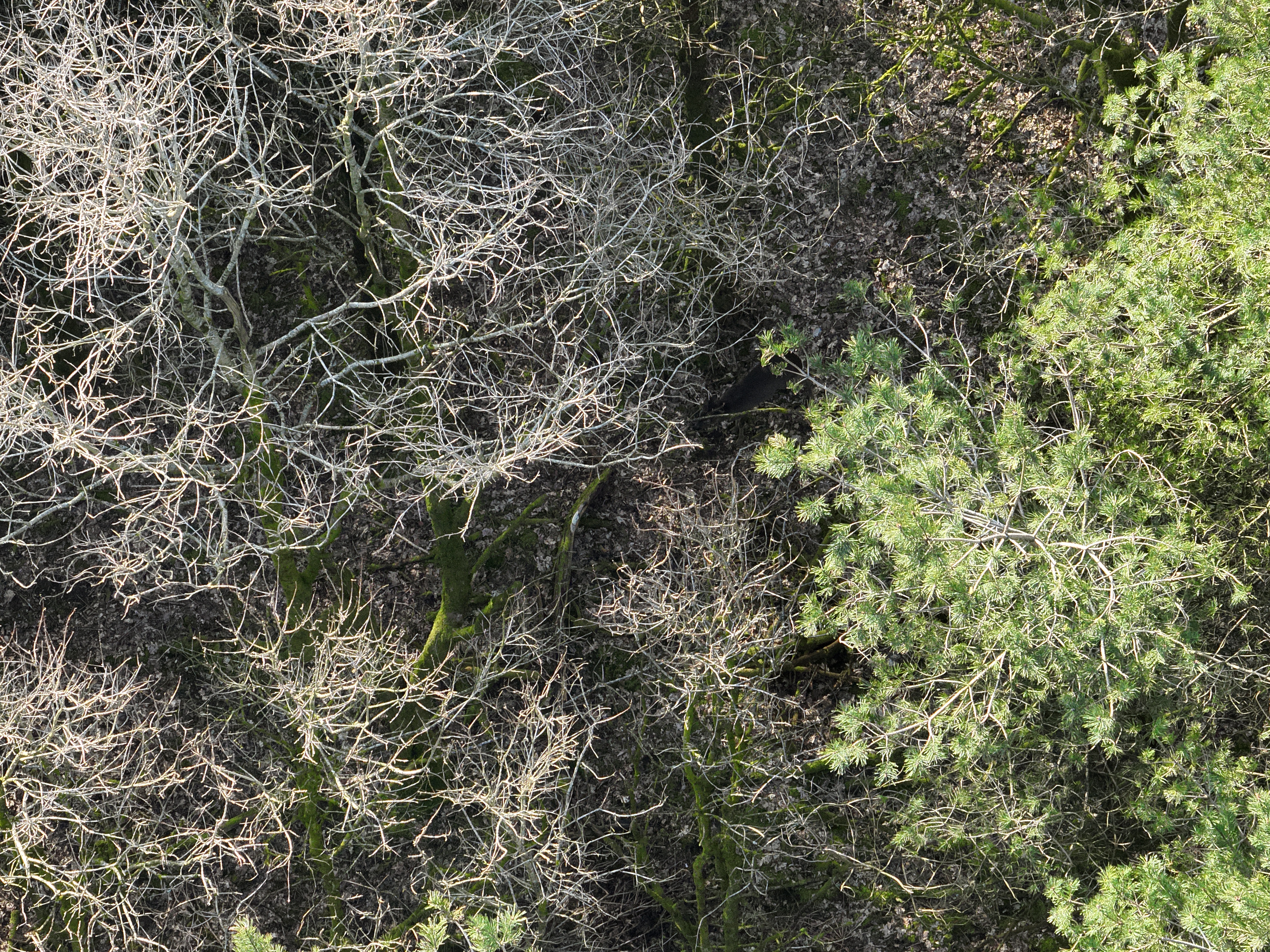 RGB imagery of roe deer in woodland