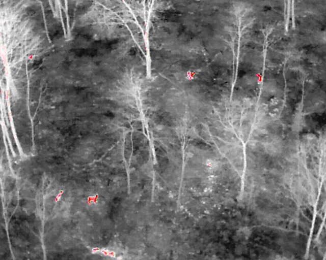 Thermal imagery showing four deer in woodland