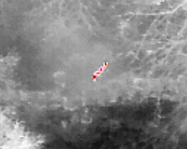 Thermal imagery showing a single deer obscured by brush