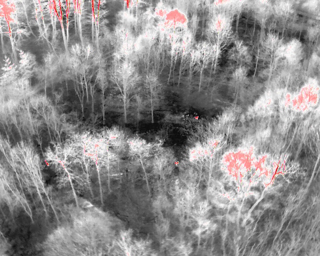 Thermal imagery showing three deer in sunny conditions