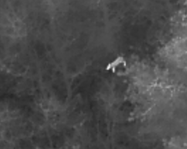 Thermal imagery clearly identifying roe deer in woodland